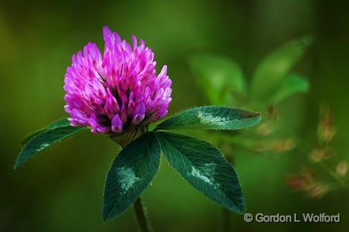 Red Clover_50109.jpg - Photographed near Orillia, Ontario, Canada.